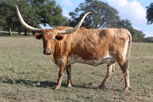 RP TANGO DANCER