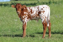 Red Cowgirl bull