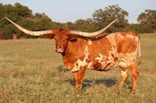 BL RED RIVER COWGIRL