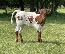r3 Bandita's Copy